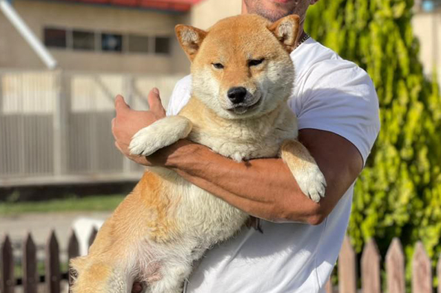 مولد نژاد شیبا اینو نیوتن